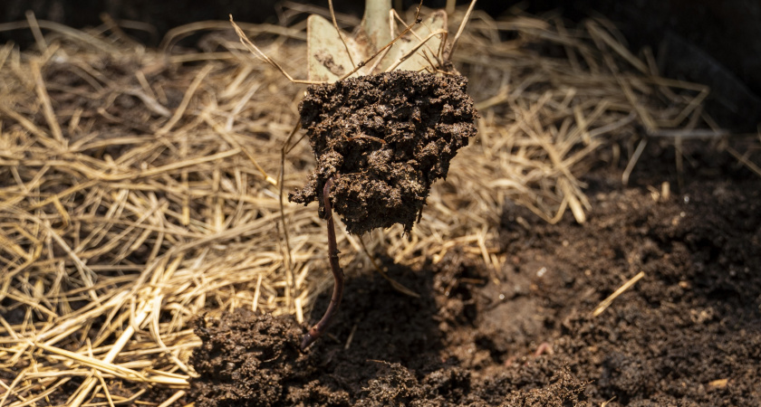 Три ложки порошка превращают компостную кучу в печь лучше многих препаратов — исчезают даже кости
