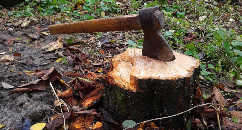 Как убрать пень на дачном участке без лишних физических затрат 
