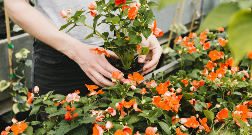 Сею 12 однолетних цветов до 15 октября. Весной всходят сами, а рассада больше не нужна