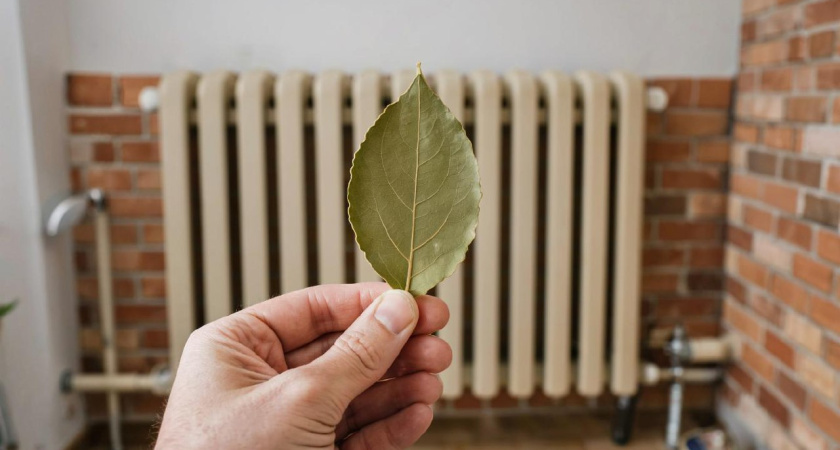 С первыми заморозками кладу лист лавра на батарею — живу без бед: вот что происходит — вся семья замечает разницу
