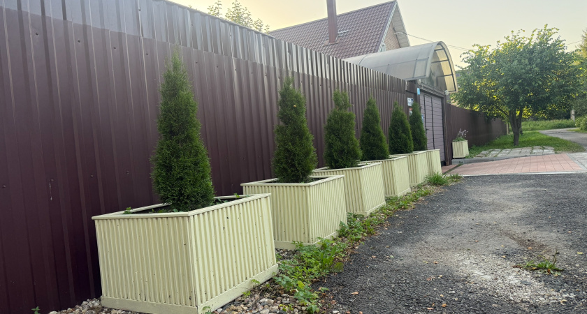 Зачем сажать туи, которые постоянно сохнут, болеют и чернеют, если есть вариант в разы дешевле, лучше и красивее