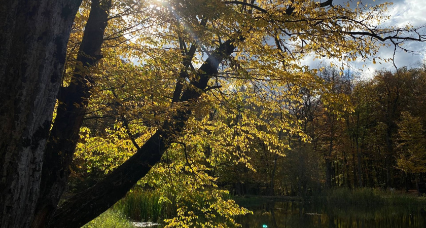 В Мордовии появился ещё один новый лес