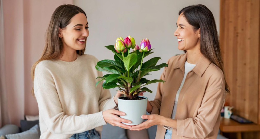 Почему нельзя покупать комнатные цветы с рук: как жаль, что узнала это лишь в 46