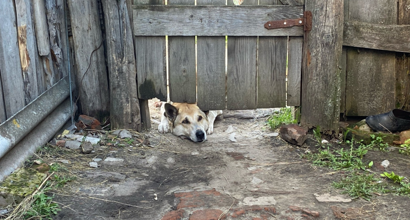 В Саранске продолжается работа по отлову и содержанию безнадзорных собак