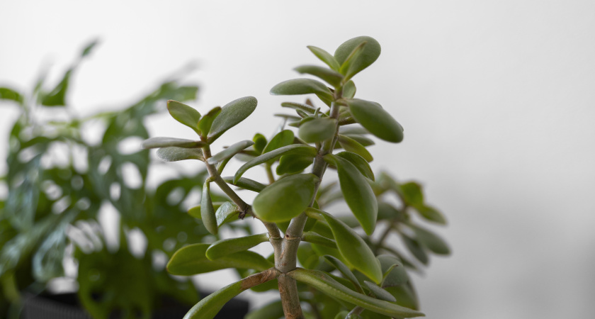 Кормлю денежное дерево раз в месяц - пару капель под корень, и цветок крепчает, а денег дома прибывает вдвое больше