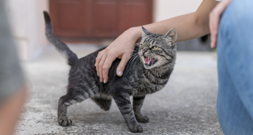 Почему кошка бросается на ноги и кусает — и что категорически нельзя делать в ответ
