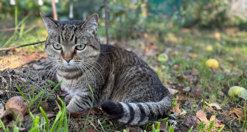 В Мордовии от бешенства бесплатно привили больше 30 тысяч кошек и собак