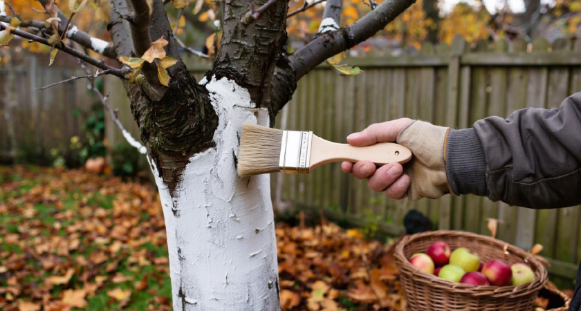 Побелил яблони в октябре, и побелка держится больше года: 1 дешевый продукт с кухни делает раствор "вечным"