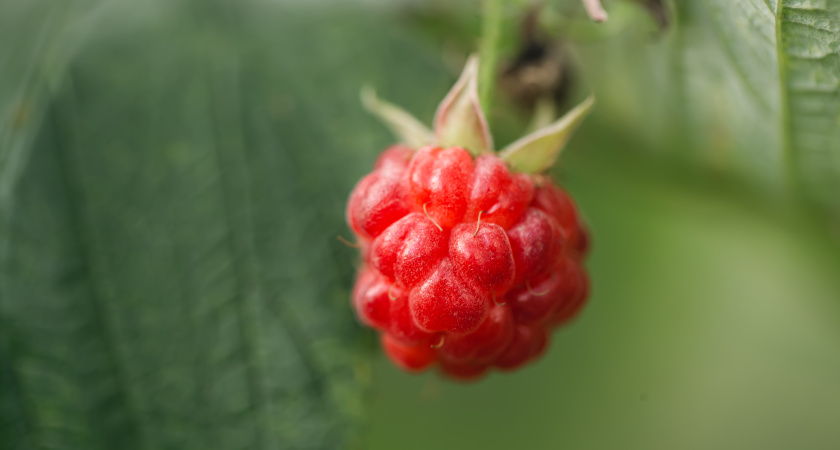 Отказался от вертикальной посадки малины: горизонтальный способ дает 8 побегов вместо 2