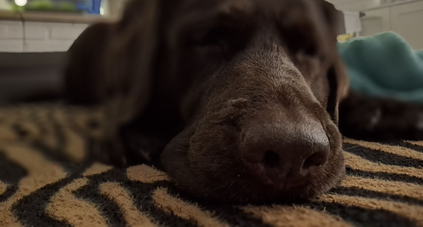 Можно ли пускать собаку на кровать: существует только 1 четкое и понятное правило