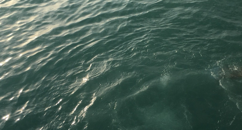 Оздоровление Волги обсуждают на заседании Ассоциации городов Поволжья в Саранске