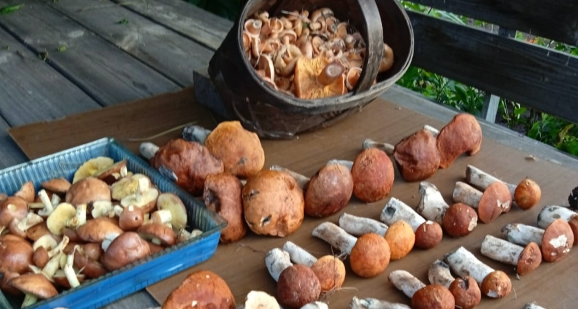 Как найти место в лесу, где грибы растут, как картошка: соберете 5 ведер за час - запомните эти советы