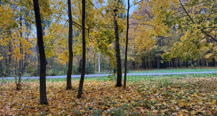 В Саранске появилась липовая аллея городов Поволжья