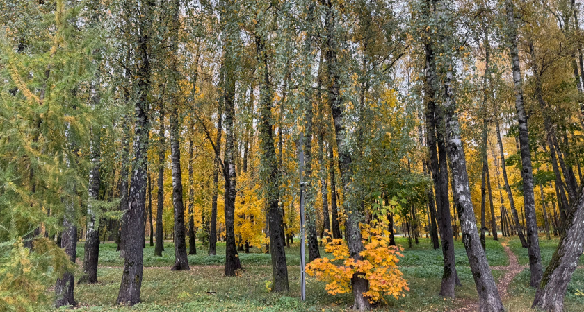 В Мордовском заповеднике зубры-новосёлы едят вкусняшки и обживаются