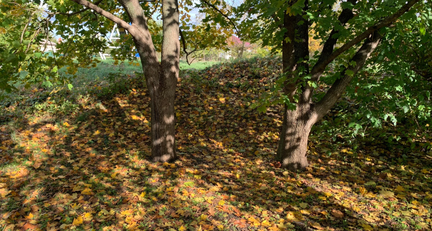 «Сад Памяти» в Саранске обновлен новыми деревьями для долговечности