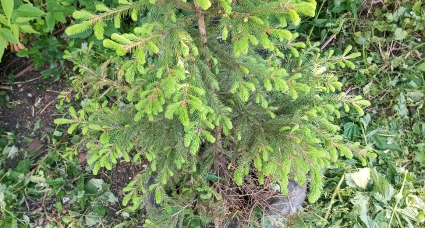 В Саранске появилась еловая аллея в честь 25-летия мировой юстиции в Мордовии