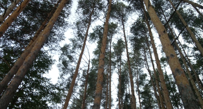 В центре Саранска вырос новый сосновый лес и появились декоративные яблони