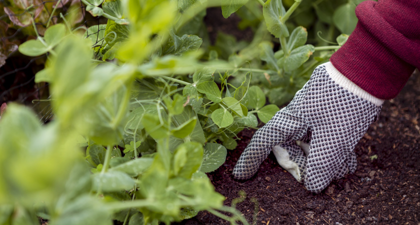 Закинул холодостойкие сидераты под зиму и забыл. К маю получил чернозем вместо глины