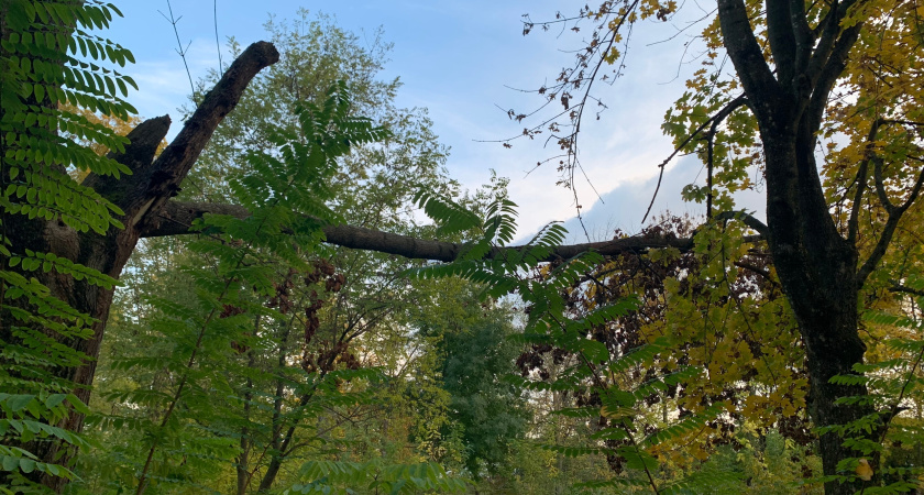 Карантинные зоны по чёрным усачам расширены в Мордовии