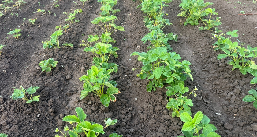 Укрываю клубнику 1 проверенным способом осенью. Ягоды не вымерзают уже 15 лет