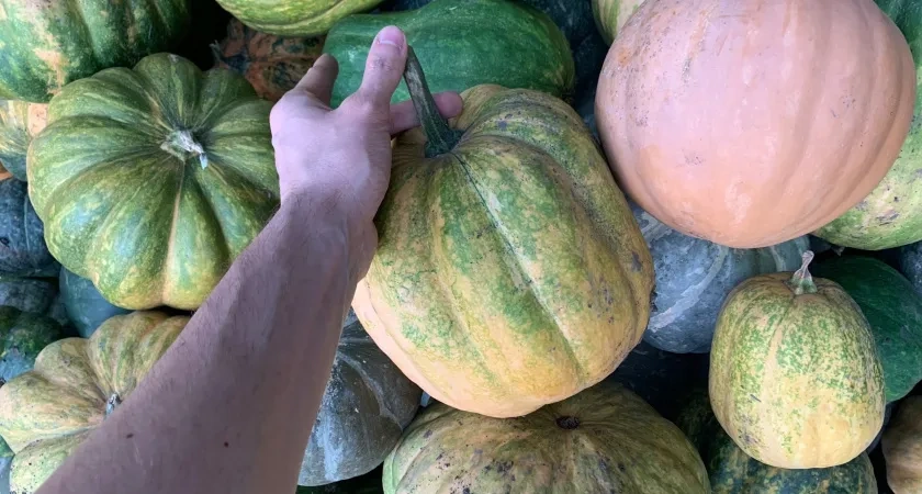 В Мордовии в 2025 году организовали более 100 ярмарок