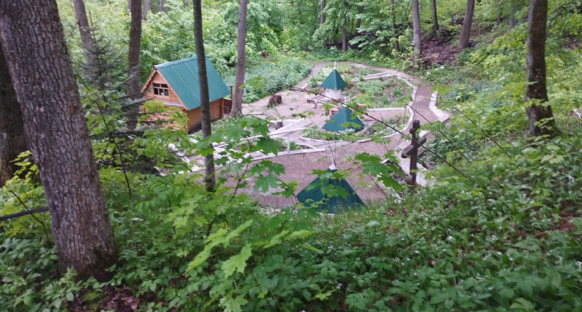 Семьи волков и рысей стали героями фотоловушки в Мордовском заповеднике