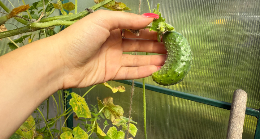 Выбираю урожайные сорта огурцов по методу агронома Петрова. 4 гибрида плодоносят при +5 градусах