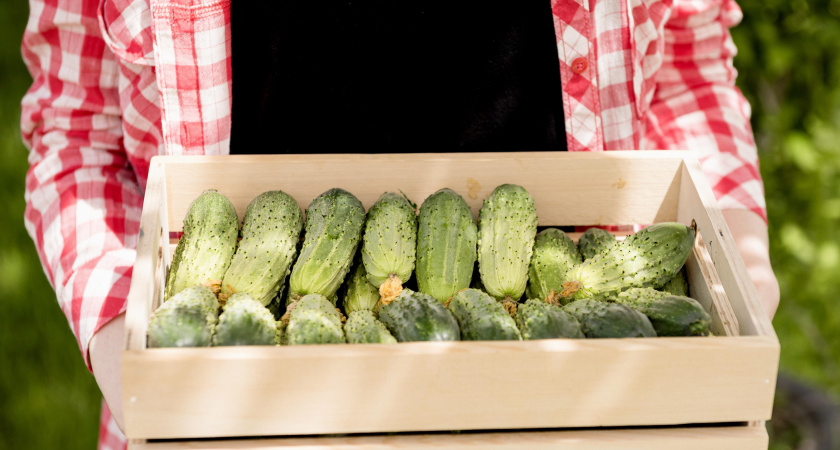 4 проверенных сорта пучковых огурцов:  от урожая не будет отбоя - дачники скупают семена весь ноябрь