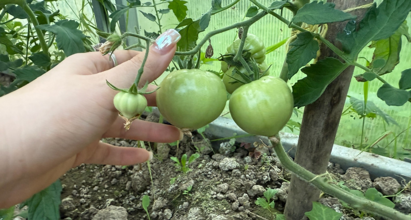 Умные дачники скупают только эти 3 сорта томатов: плодоносят даже в ледяной пустыне
