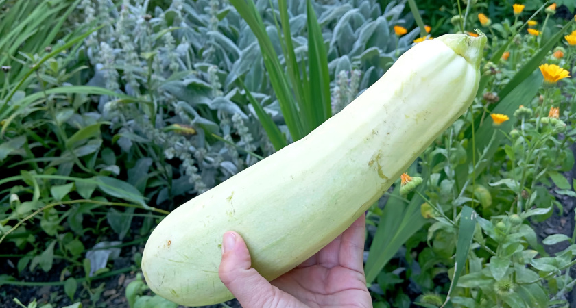 Подзимний посев кабачков: природа сама выращивает урожай, без рассады и весенней возни на грядках