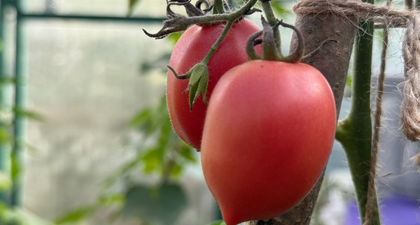 5 самых сладких сортов томатов - посею в будущем сезоне: слаще меда - список моих фаворитов