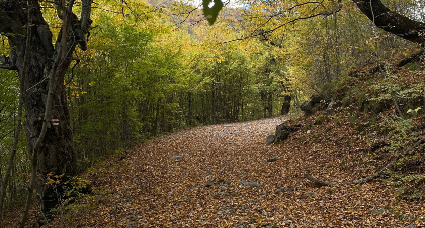 В Мордовии близится к концу вакцинация диких животных против бешенства