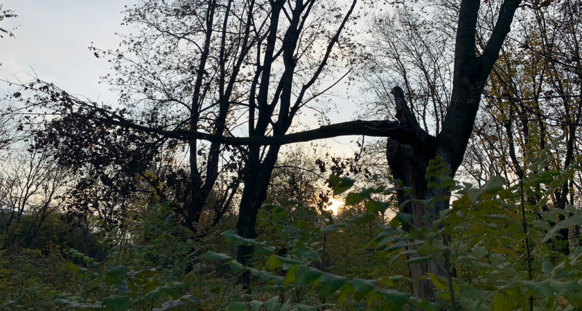 В Мордовии предлагают посетить заповедник и понаблюдать за зубрами