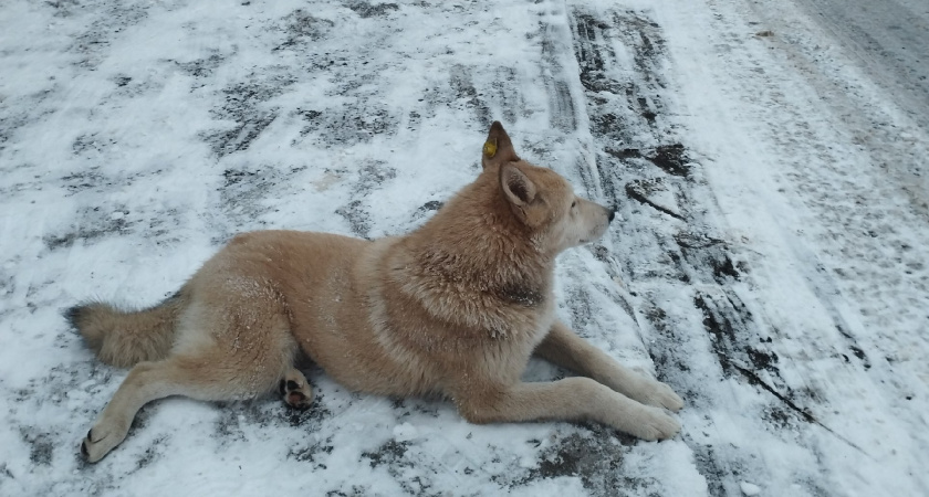 В Саранске ученики школы №5 оказали помощь мини-приюту «ДворНяшки»