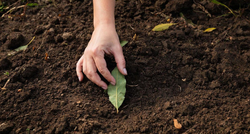 Втыкаю листки лаврушки прямо в чернозем - земля к новому сезону восстанавливает свою плодородность: прием от бывалого дачника
