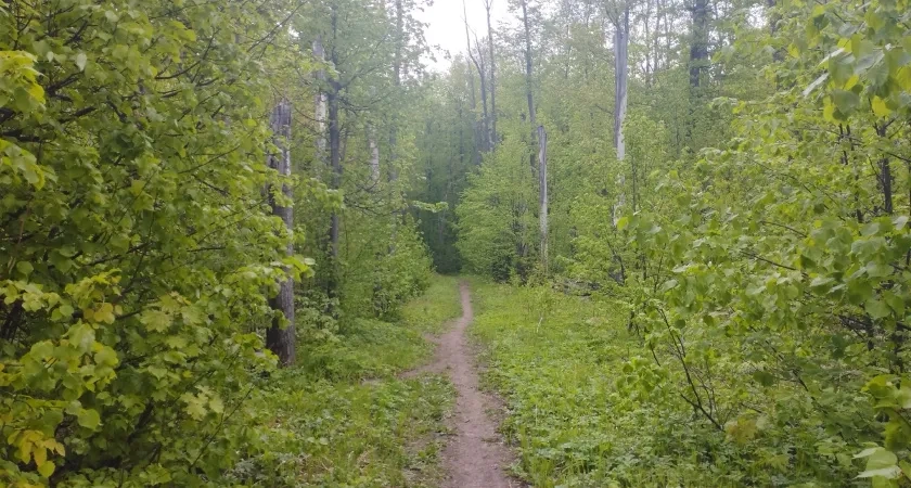 В Мордовии высадили 1,7 миллиона сеянцев хвойных и лиственных пород