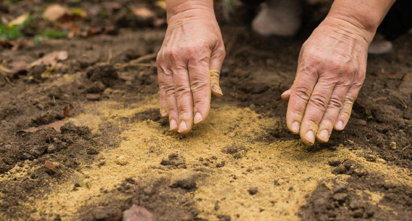Пока не грянули заморозки: искореняю сорняки на даче старым деревенским способом - весной участок будет чистым, без сорной травы