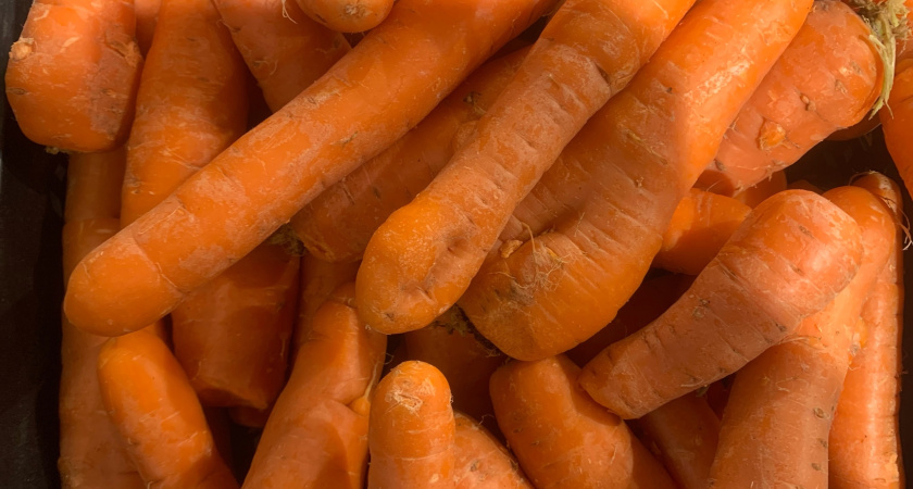 Каждый год выкидывал гнилую морковь во весне мешками: пока опытный агроном не рассказал хитрость - как сохранить ее сочной до лета