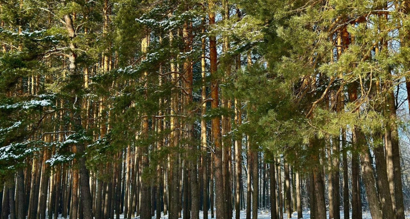 Новая напасть: опасные еловые усачи атаковали леса Мордовии