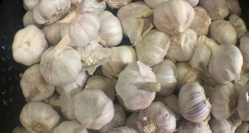 Чеснок лежит до нового урожая: не сохнет и не гниет - 7 способов хранения от садовода