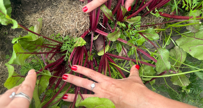 Мордовия продала Великобритании и Германии больше 39 тысяч тонн кормов для животных