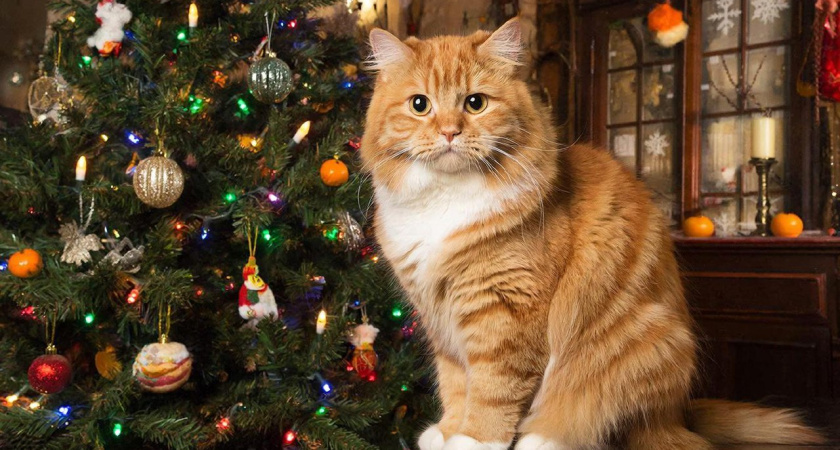 Новогоднюю елку от кошки спасаю только так: дел на пару минут - пушистый охотник теперь и близко к дереву не подходит