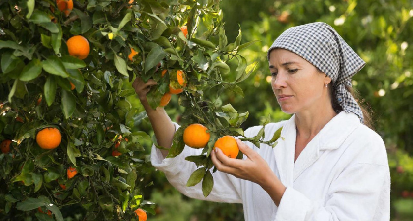 Повелась на объявление о сборе мандаринов и хурмы в Абхазии: съездила, делюсь, сколько в итоге заработала