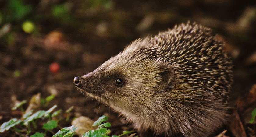 Еж на участке - к большой беде: гоните или срочно поите молоком, если не уходит