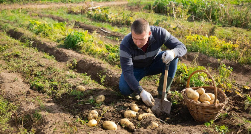 "Горстка в лунку" - и с куста по 5 ведер выкопаешь: как полезный совет лишил оставил меня без картошки