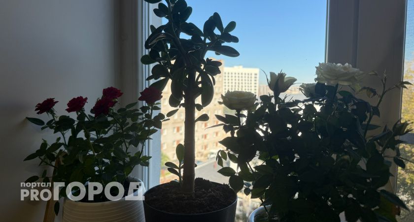 Комнатные растения делают квартиру живой: но лишь при одном условии — соблюдайте эту простую схему