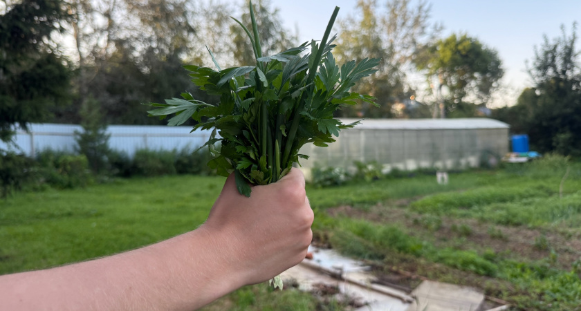 Эту русскую траву иностранцы терпеть не могут, а мы едим за обе щеки - не сельдерей и не петрушка