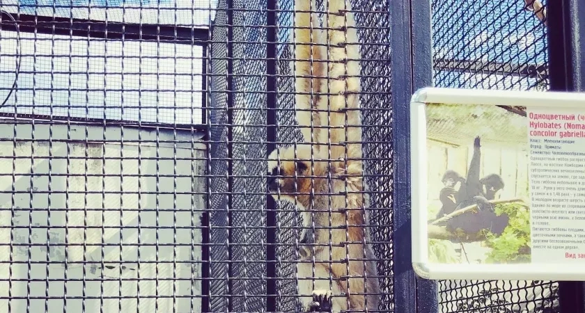 В зоопарке Саранска прошел День доброты: школьники подарили животным витамины