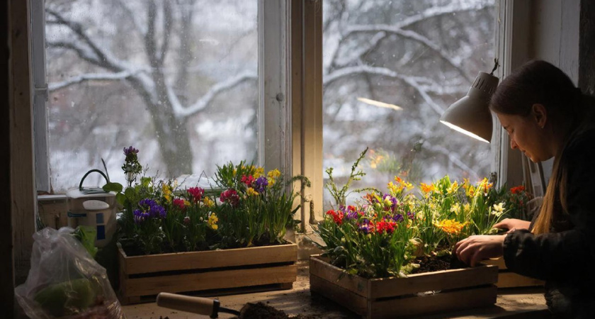 Высаживаю до 31 декабря эти однолетники: к весне огород засыпет яркими бутонами, а соседи сбегутся на аромат