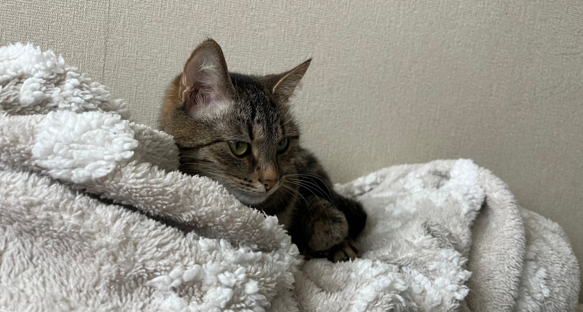 В Мордовии объявлено оперативное предупреждение из-за резкого похолодания